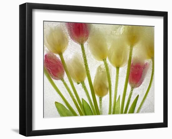 Flores Congeladas-Moises Levy-Framed Photographic Print