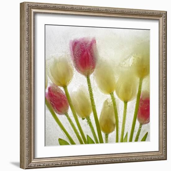 Flores Congeladas-Moises Levy-Framed Photographic Print