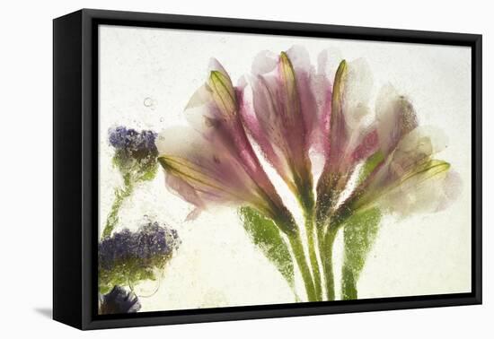 Flores en Hielo VII-Moises Levy-Framed Premier Image Canvas