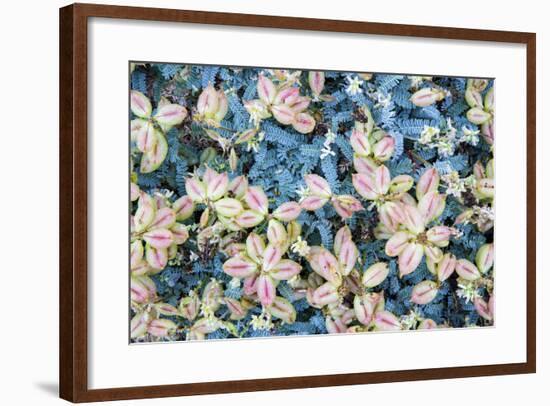 Flores Silvestres-Moises Levy-Framed Photographic Print