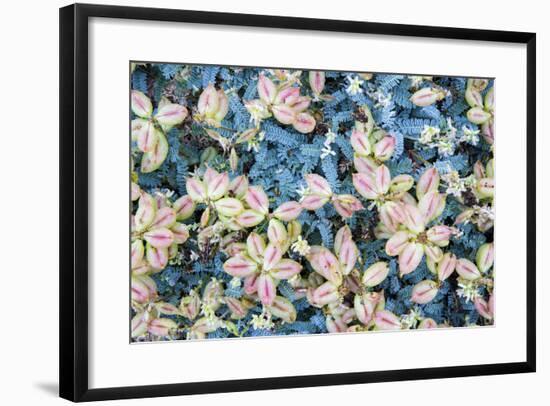 Flores Silvestres-Moises Levy-Framed Photographic Print