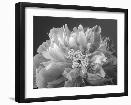 Floret Focus-Assaf Frank-Framed Giclee Print