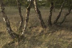 Birch (Betula Sp) Trees Growing Amongst Old Railway Sidings, Berlin, Germany, June-Florian Mã¶Llers-Mounted Photographic Print