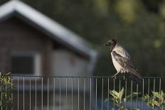 Hooded Crow (Corvus Cornix) Perched on a Garden Fence, Berlin, Germany, June-Florian Mã¶Llers-Photographic Print