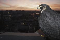 Peregrine Falcon (Falco Peregrinus) Captive-Florian Mã¶Llers-Photographic Print