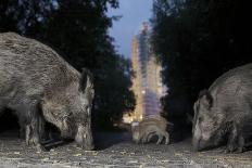 Wild Boar (Sus Scrofa) Sow-Florian Mallers-Mounted Photographic Print