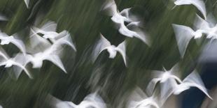 Black-Headed Gulls (Chroicocephalus Ridibundus) Abstract Of Group In Flight-Florian Möllers-Framed Photographic Print