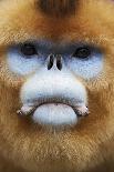 Quinling Golden Snub Nosed Monkey (Rhinopitecus Roxellana Qinlingensis)-Florian Möllers-Photographic Print