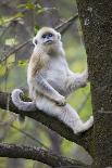 Quinling Golden Snub Nosed Monkey (Rhinopitecus Roxellana Qinlingensis)-Florian Möllers-Photographic Print