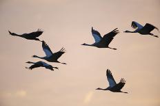Six Common Cranes (Grus Grus) in Flight at Sunrise, Brandenburg, Germany, October 2008-Florian Möllers-Photographic Print