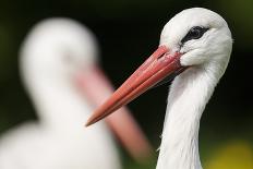 White Stork (Ciconia Ciconia) Adult Portrait, Captive, Vogelpark Marlow, Germany, May-Florian Möllers-Framed Premier Image Canvas