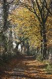 Wilnter Willow Tree by River at Meerbusch, Buderich - Germany-Florian Monheim-Photographic Print