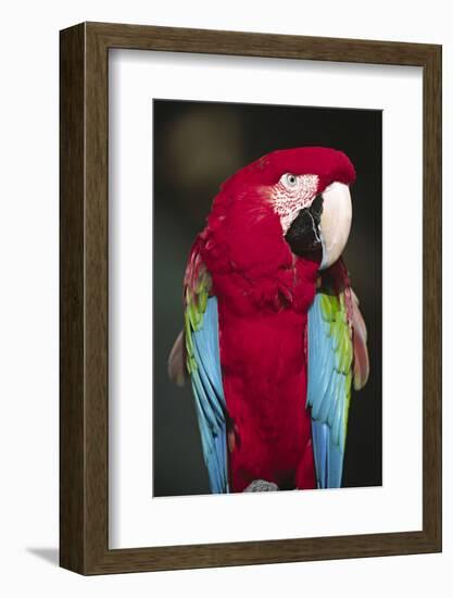 Florida. A captive Scarlet Macaw.-Charles Sleicher-Framed Photographic Print