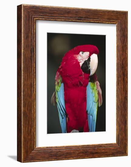 Florida. A captive Scarlet Macaw.-Charles Sleicher-Framed Photographic Print