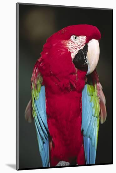 Florida. A captive Scarlet Macaw.-Charles Sleicher-Mounted Photographic Print