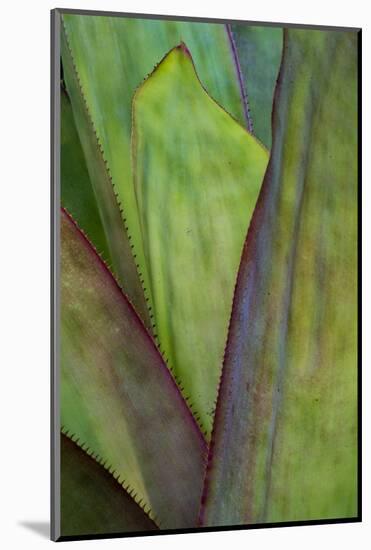 Florida, Agave Detail-Judith Zimmerman-Mounted Photographic Print