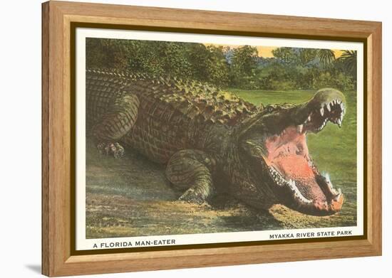 Florida Alligator, Myakka River State Park-null-Framed Stretched Canvas