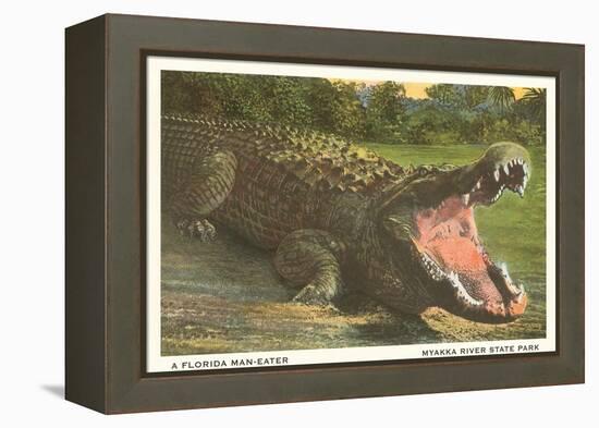 Florida Alligator, Myakka River State Park-null-Framed Stretched Canvas