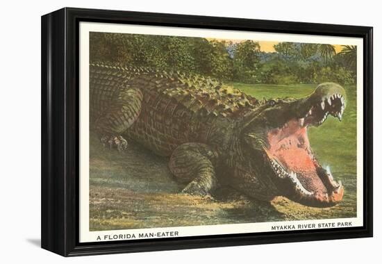 Florida Alligator, Myakka River State Park-null-Framed Stretched Canvas