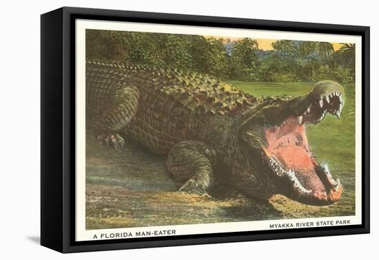 Florida Alligator, Myakka River State Park-null-Framed Stretched Canvas