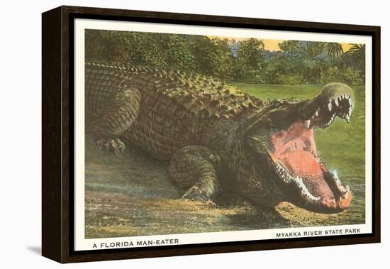 Florida Alligator, Myakka River State Park-null-Framed Stretched Canvas