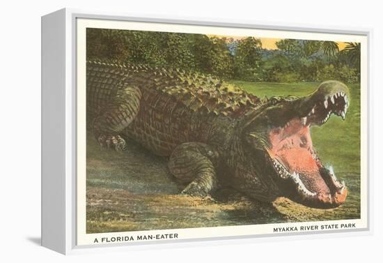 Florida Alligator, Myakka River State Park-null-Framed Stretched Canvas