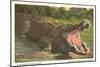 Florida Alligator, Myakka River State Park-null-Mounted Art Print