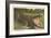 Florida Alligator, Myakka River State Park-null-Framed Premium Giclee Print