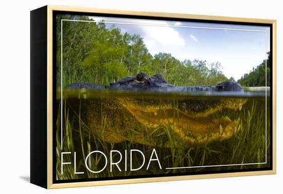 Florida - Alligator Underwater-Lantern Press-Framed Stretched Canvas