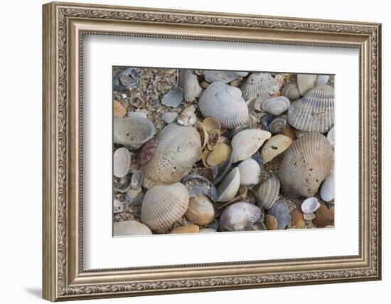 Florida beach shells-Ken Archer-Framed Photographic Print