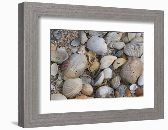 Florida beach shells-Ken Archer-Framed Photographic Print