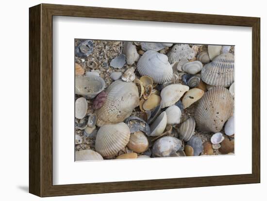 Florida beach shells-Ken Archer-Framed Photographic Print