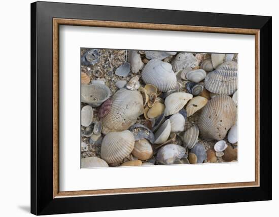 Florida beach shells-Ken Archer-Framed Photographic Print