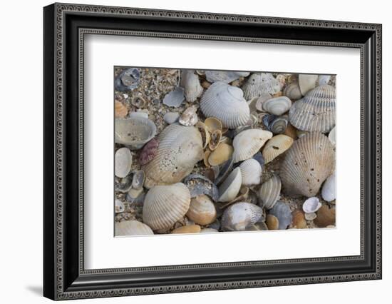 Florida beach shells-Ken Archer-Framed Photographic Print