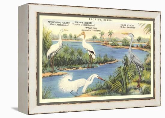 Florida Birds-null-Framed Stretched Canvas