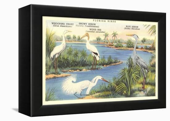 Florida Birds-null-Framed Stretched Canvas