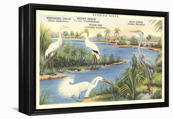 Florida Birds-null-Framed Stretched Canvas