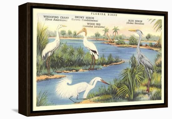 Florida Birds-null-Framed Stretched Canvas