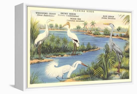 Florida Birds-null-Framed Stretched Canvas