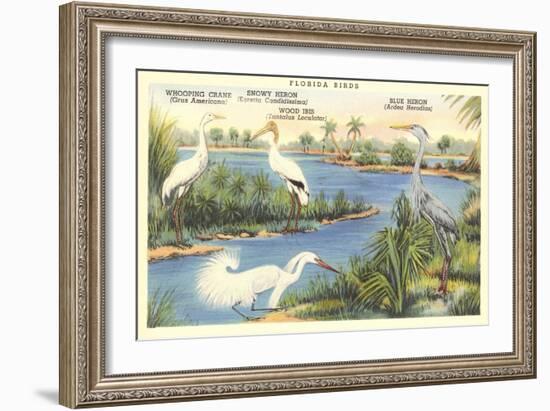 Florida Birds-null-Framed Art Print