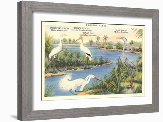 Florida Birds-null-Framed Art Print