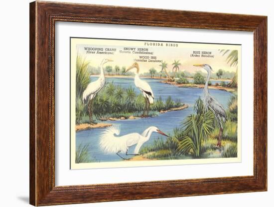 Florida Birds-null-Framed Art Print