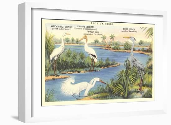 Florida Birds-null-Framed Art Print