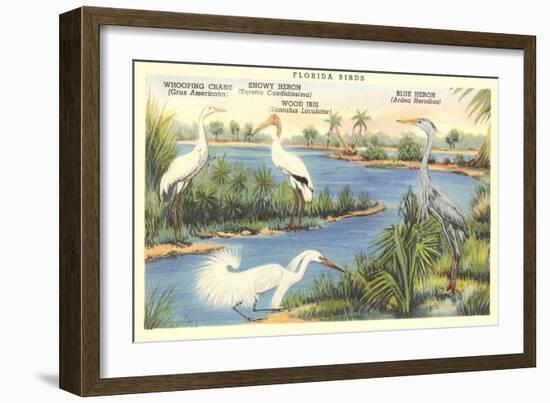 Florida Birds-null-Framed Premium Giclee Print