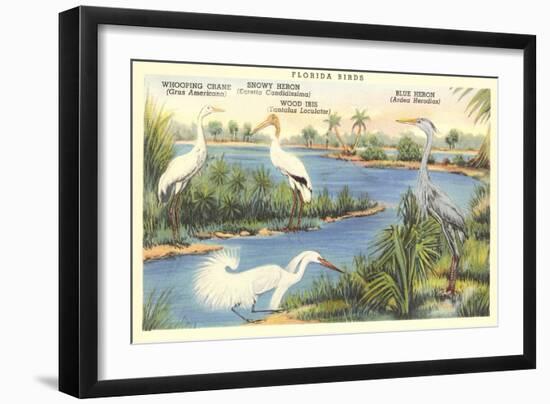 Florida Birds-null-Framed Premium Giclee Print