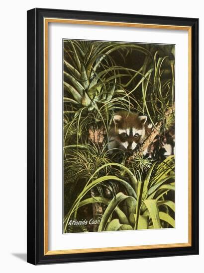 Florida Coon, Pineapples-null-Framed Art Print