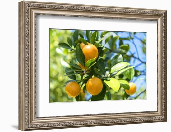 Florida, Detail of Orange Tree-Lisa S^ Engelbrecht-Framed Photographic Print