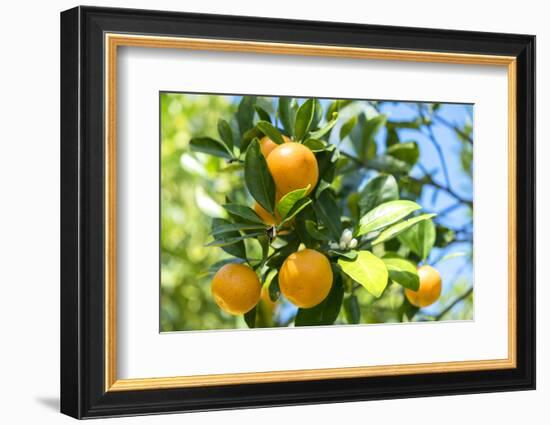 Florida, Detail of Orange Tree-Lisa S^ Engelbrecht-Framed Photographic Print