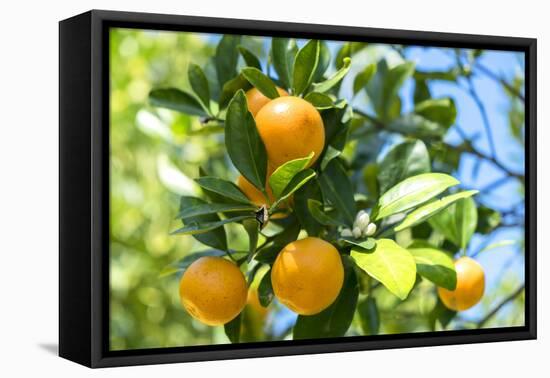 Florida, Detail of Orange Tree-Lisa S^ Engelbrecht-Framed Premier Image Canvas