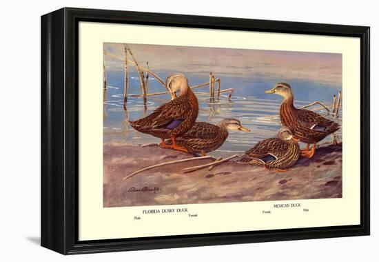 Florida Dusty and Mexican Ducks-Allan Brooks-Framed Stretched Canvas